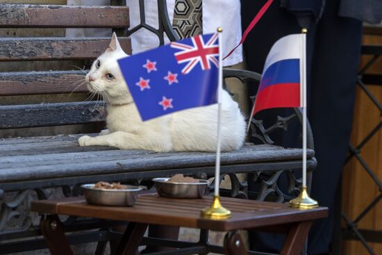 Oracle cat predicts Russia's victory in match against New Zealand