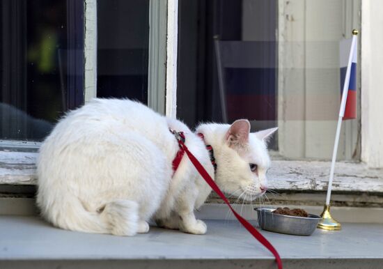 Oracle cat predicts Russia's victory in match against New Zealand