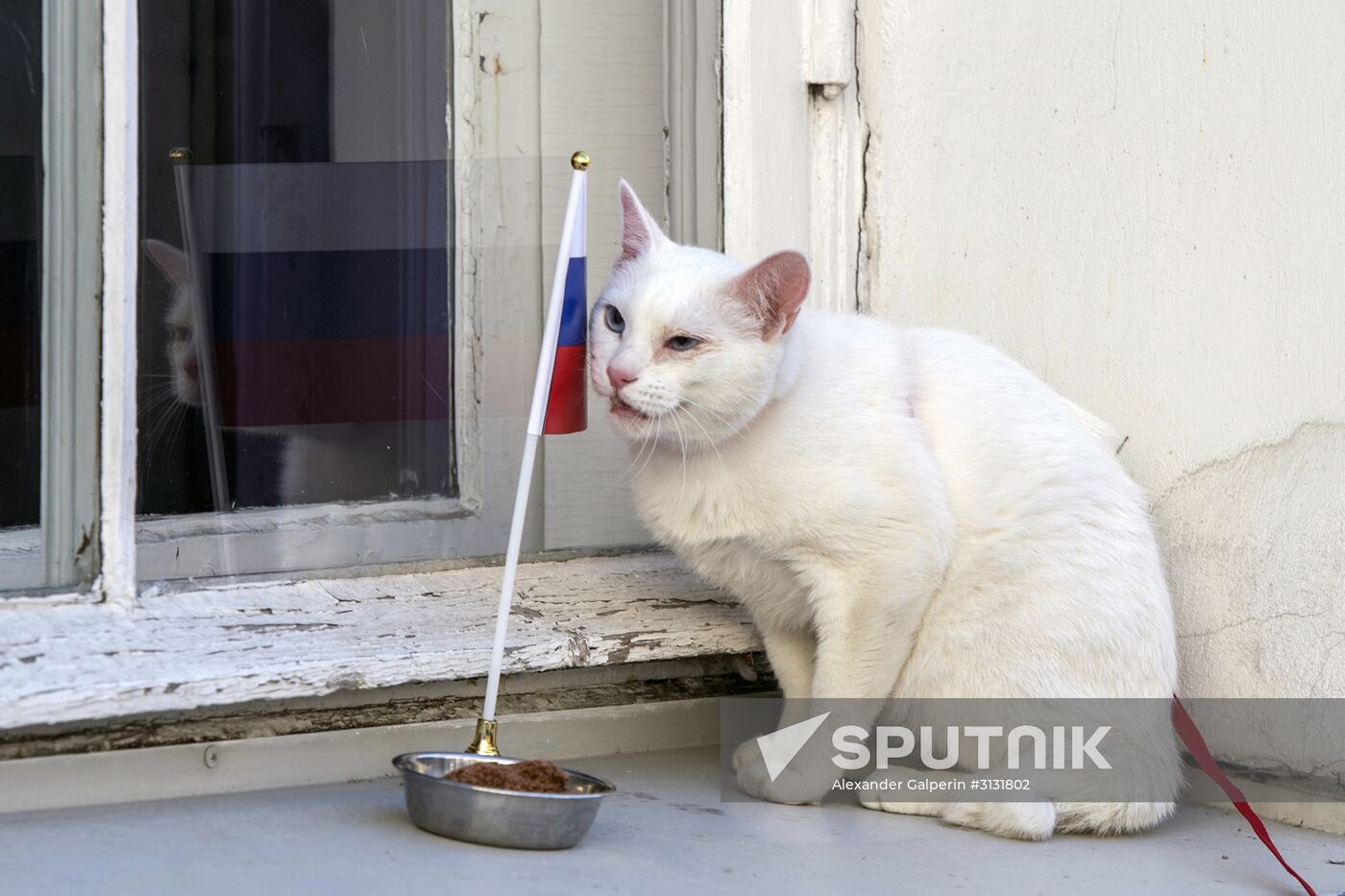 Oracle cat predicts Russia's victory in match against New Zealand