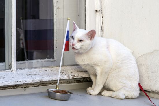 Oracle cat predicts Russia's victory in match against New Zealand