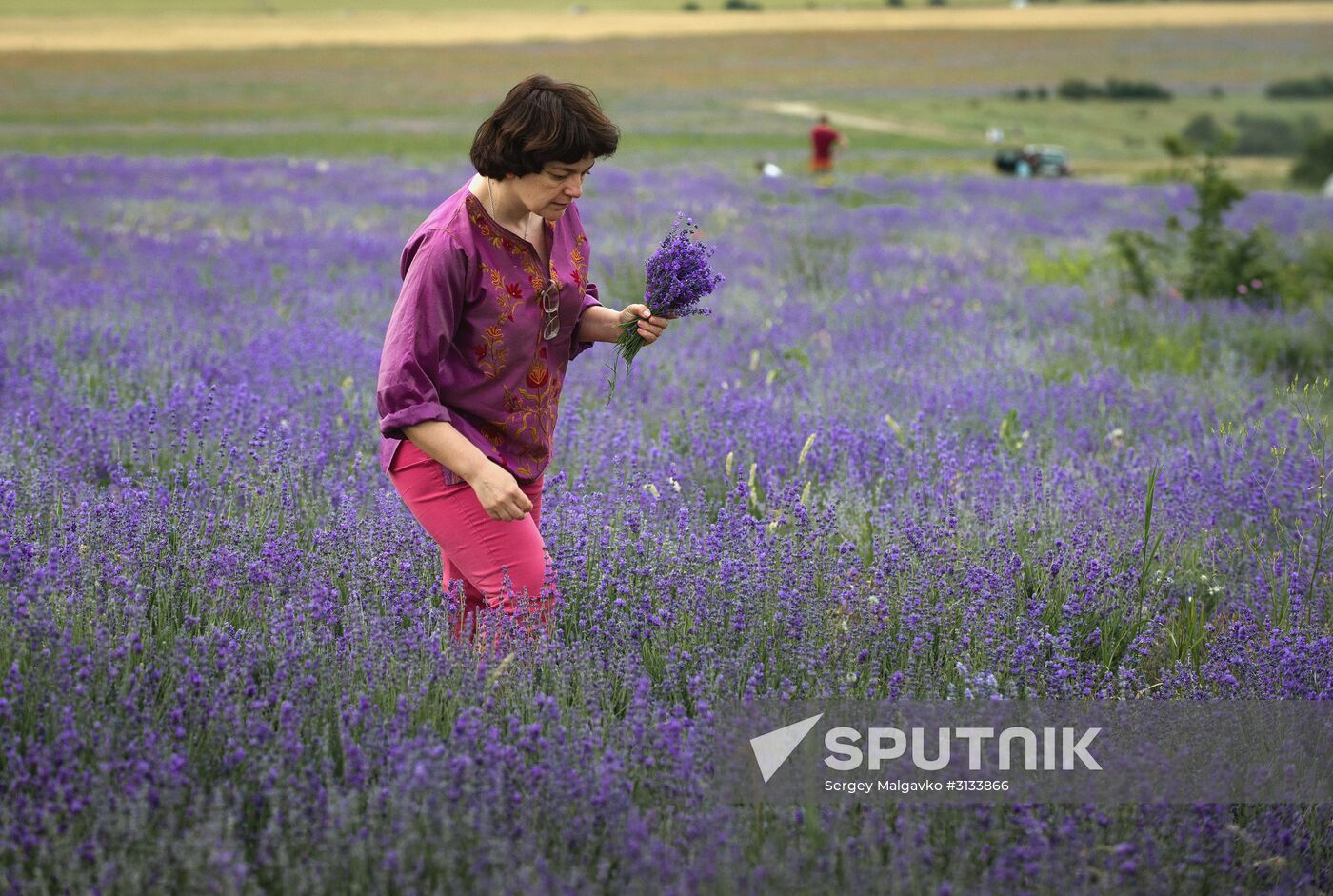 Lavender in bloom in Crimea