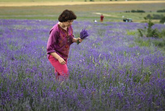 Lavender in bloom in Crimea