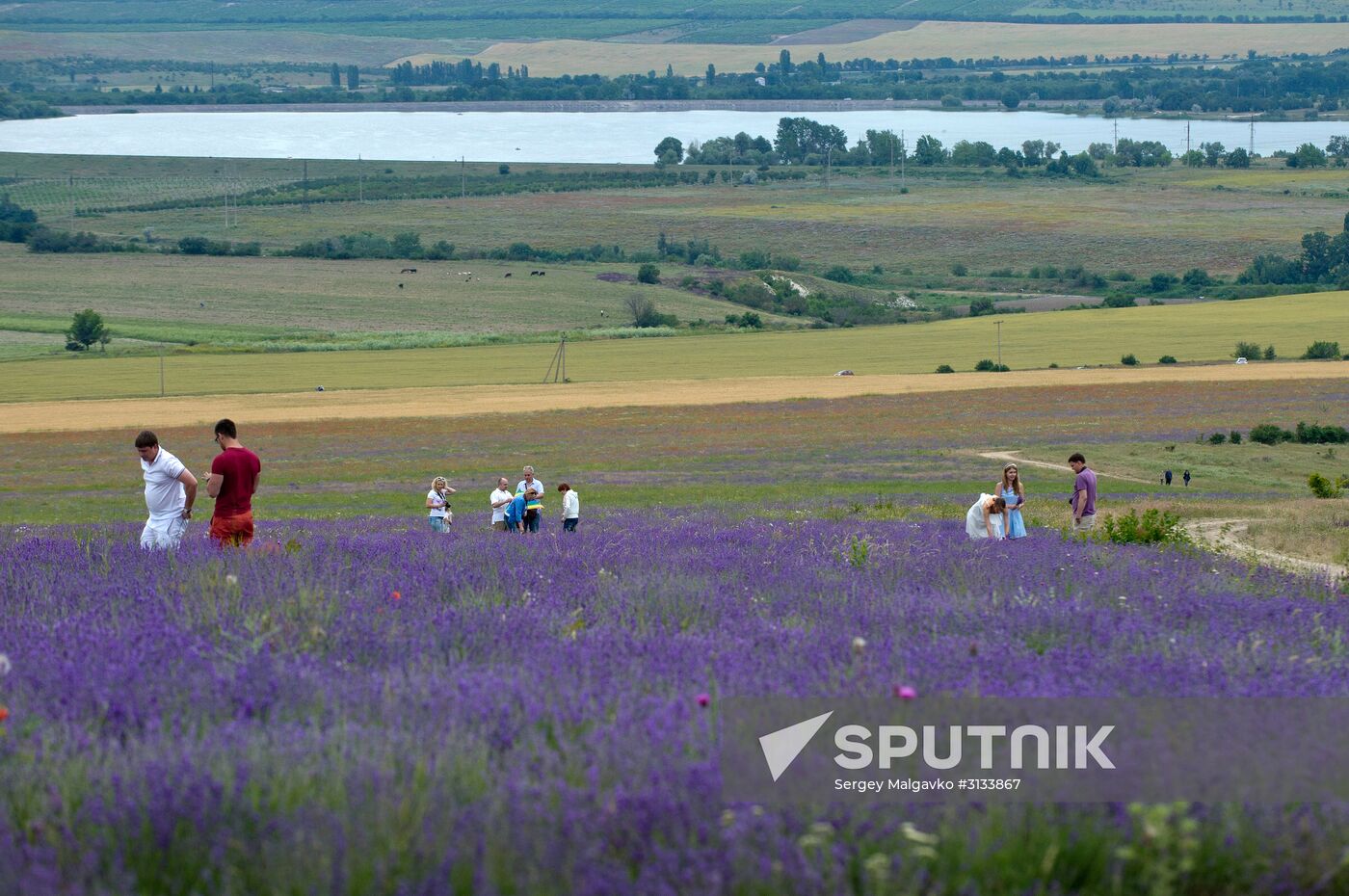 Lavender in bloom in Crimea