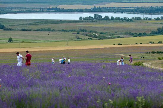Lavender in bloom in Crimea