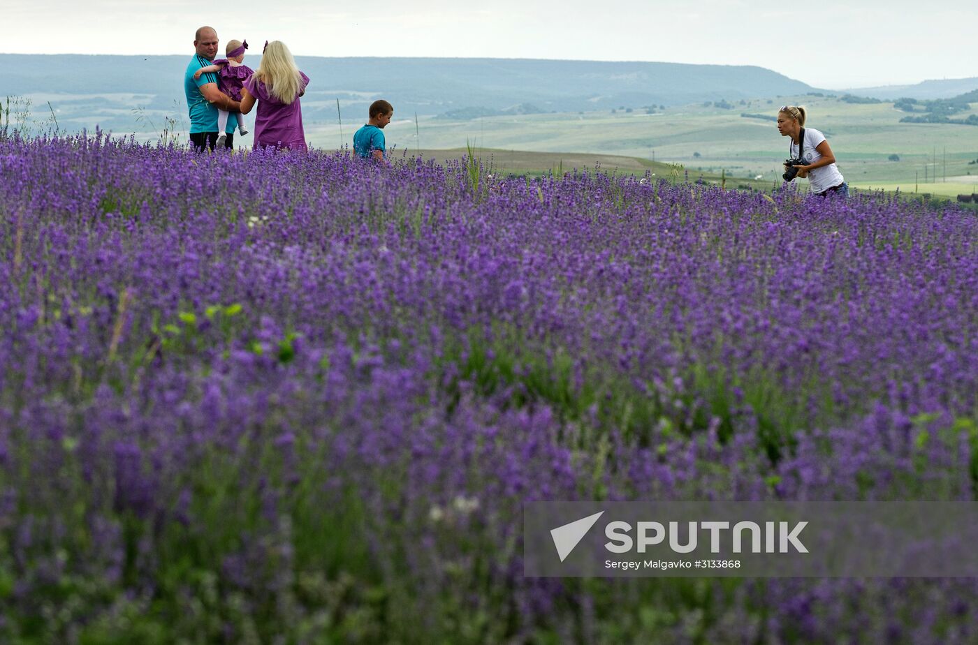 Lavender in bloom in Crimea