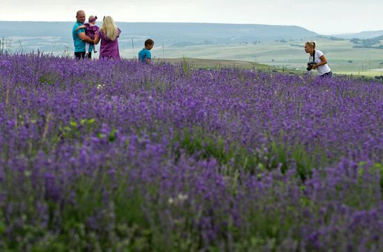 Lavender in bloom in Crimea