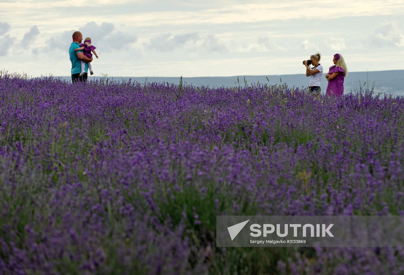 Lavender in bloom in Crimea