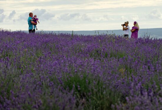 Lavender in bloom in Crimea