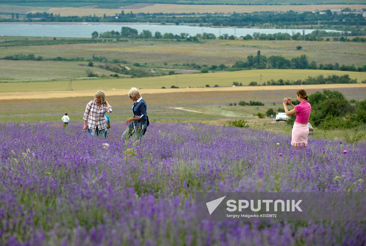 Lavender in bloom in Crimea