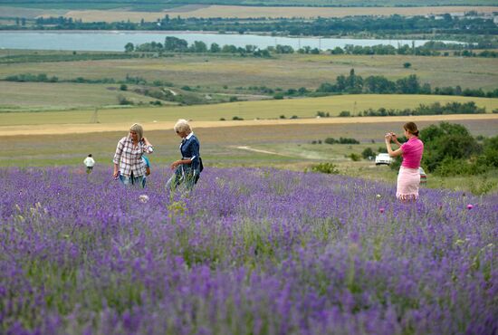 Lavender in bloom in Crimea