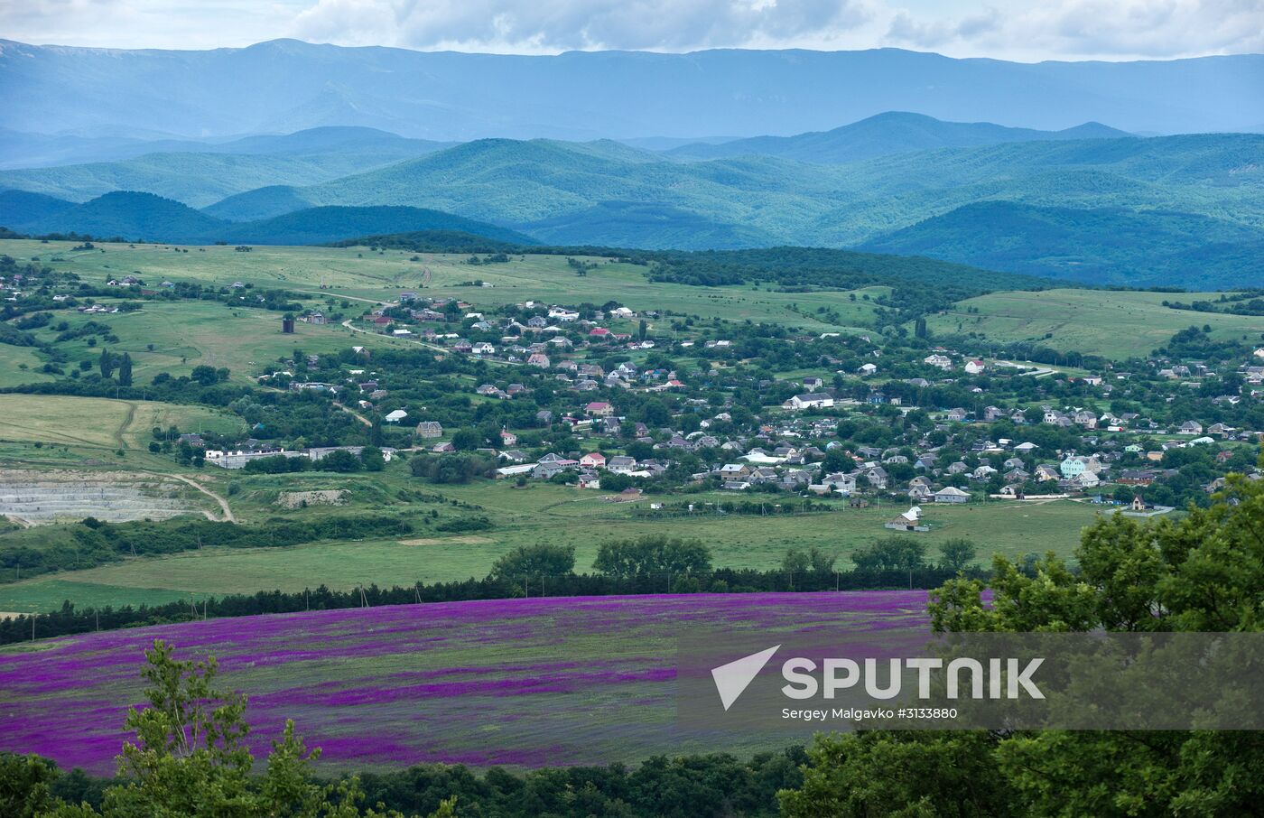 Lavender in bloom in Crimea