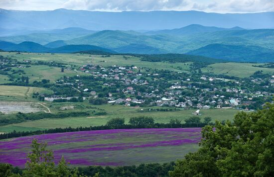 Lavender in bloom in Crimea
