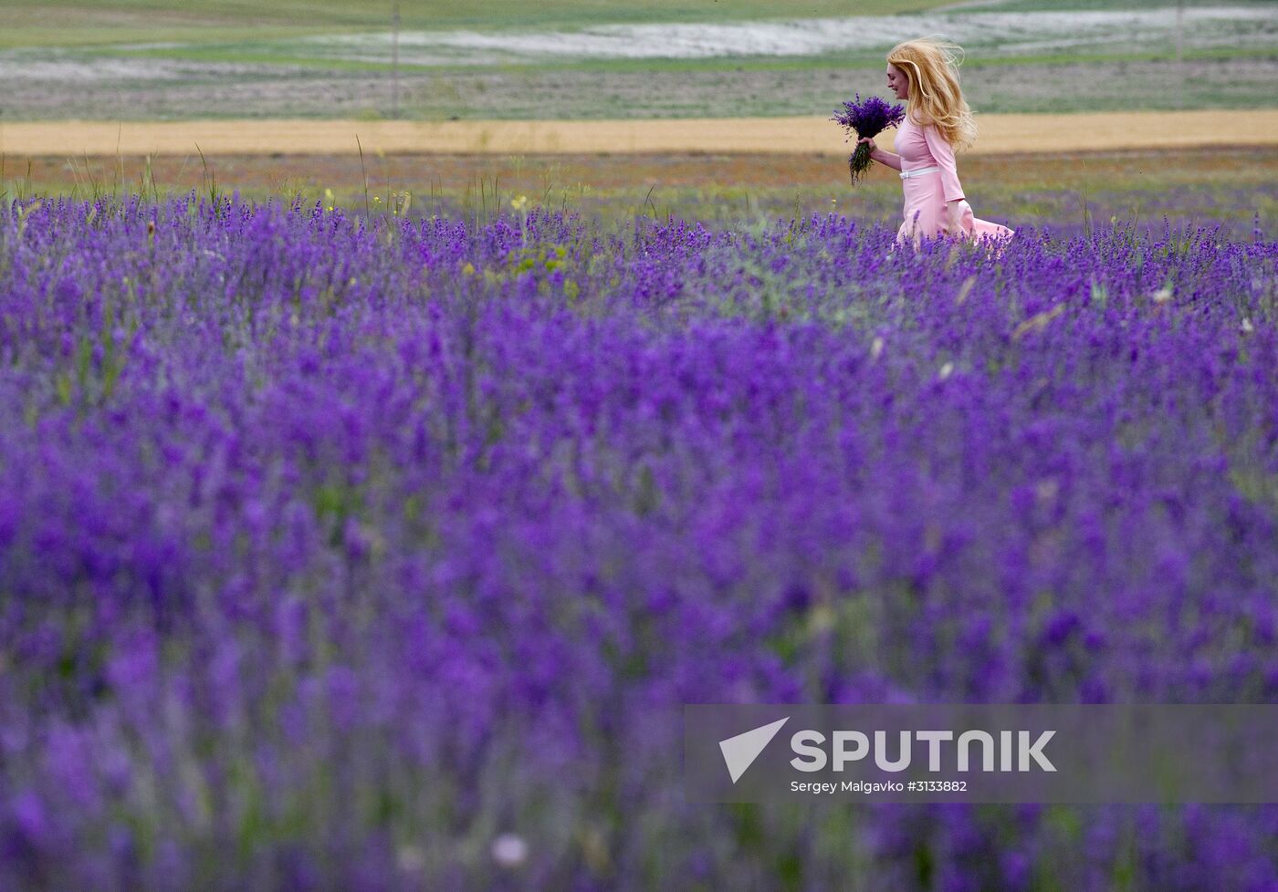 Lavender in bloom in Crimea