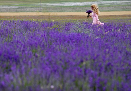 Lavender in bloom in Crimea