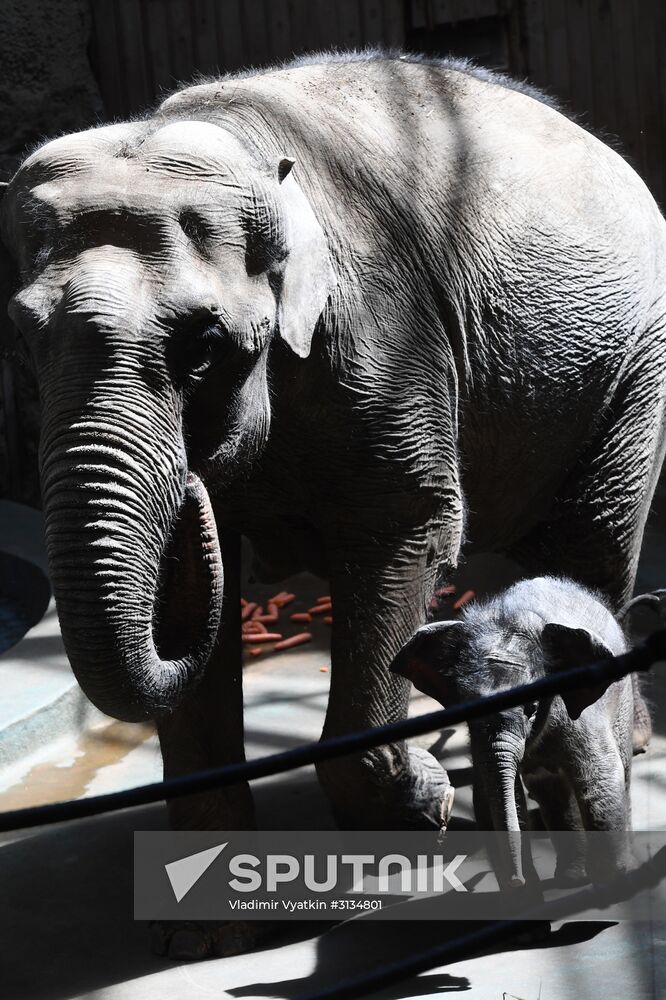 Asian elephant calf born at the Moscow Zoo