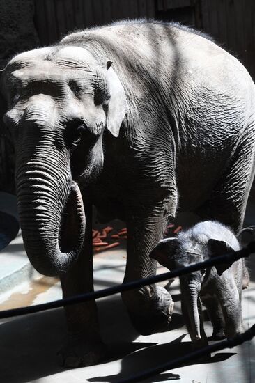 Asian elephant calf born at the Moscow Zoo