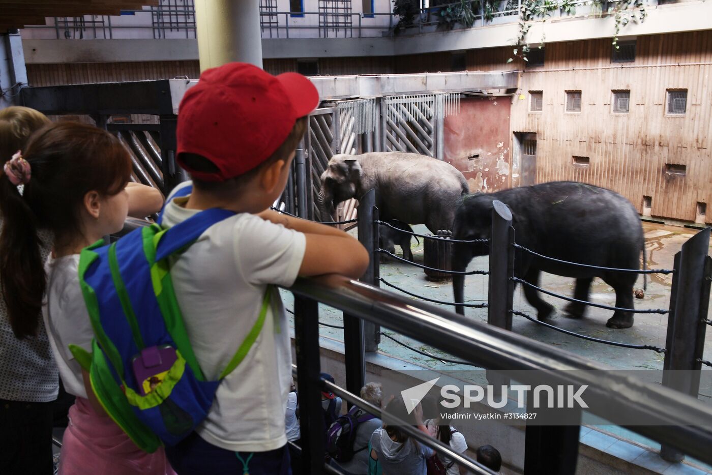 Asian elephant calf born at the Moscow Zoo