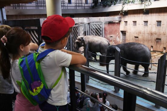 Asian elephant calf born at the Moscow Zoo