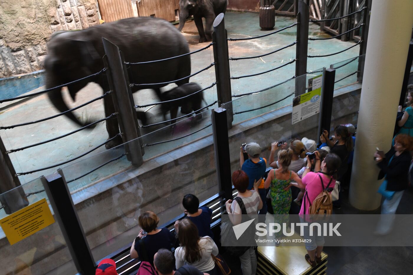 Asian elephant calf born at the Moscow Zoo