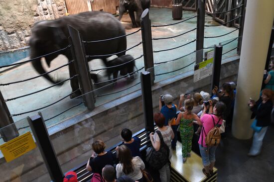 Asian elephant calf born at the Moscow Zoo