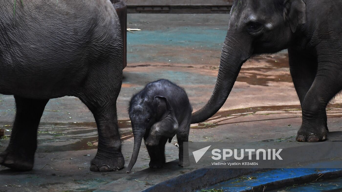 Asian elephant calf born at the Moscow Zoo