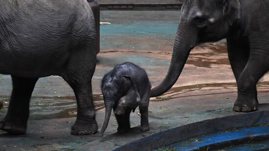Asian elephant calf born at the Moscow Zoo