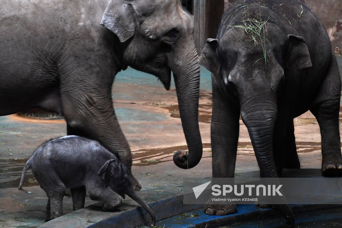 Asian elephant calf born at the Moscow Zoo