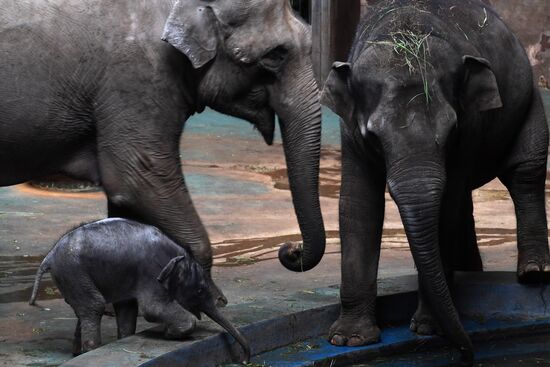 Asian elephant calf born at the Moscow Zoo
