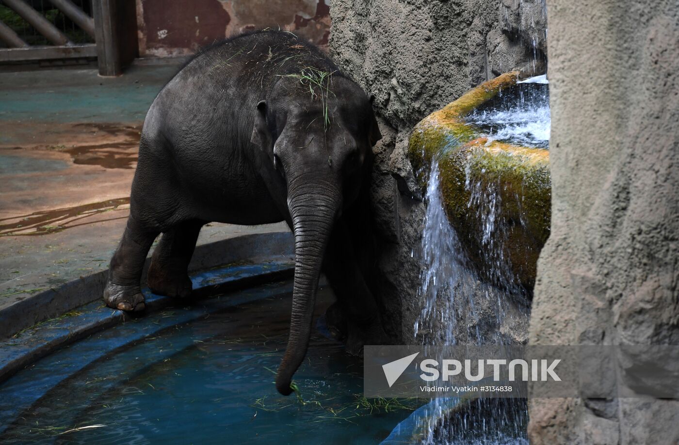 Asian elephant calf born at the Moscow Zoo