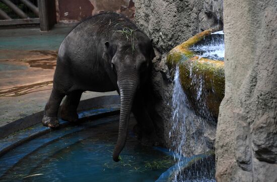 Asian elephant calf born at the Moscow Zoo