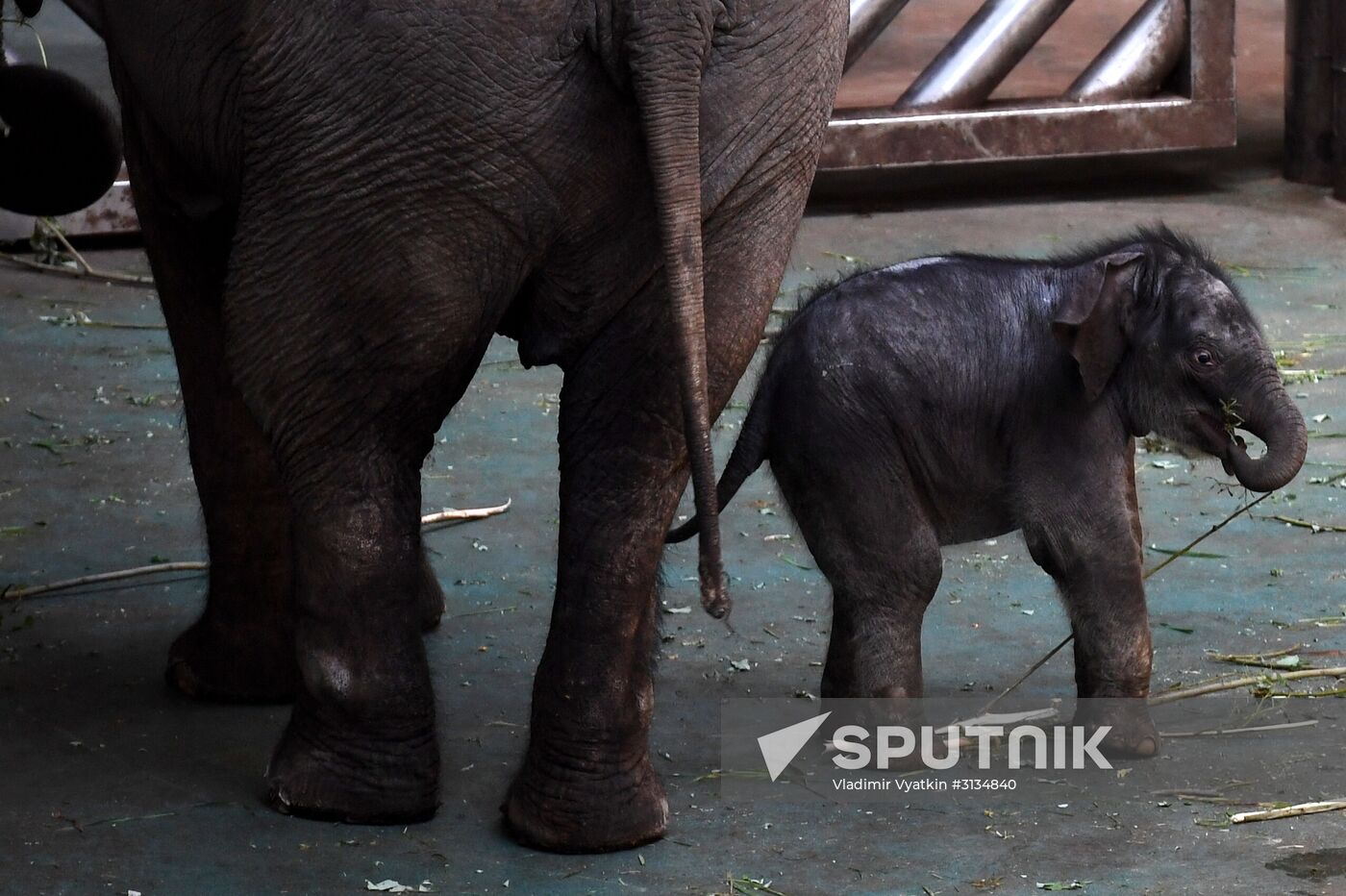 Asian elephant calf born at the Moscow Zoo