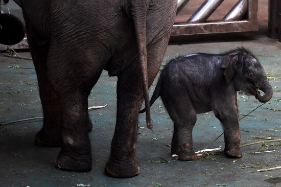 Asian elephant calf born at the Moscow Zoo