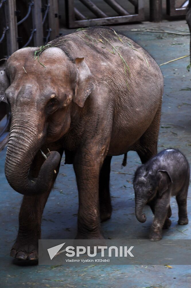 Asian elephant calf born at the Moscow Zoo