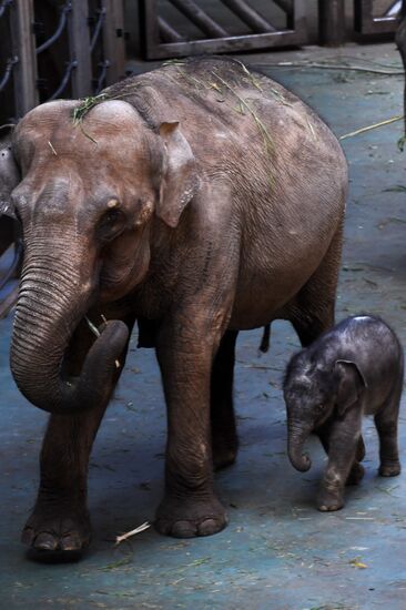 Asian elephant calf born at the Moscow Zoo