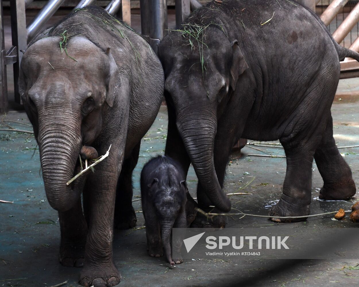 Asian elephant calf born at the Moscow Zoo