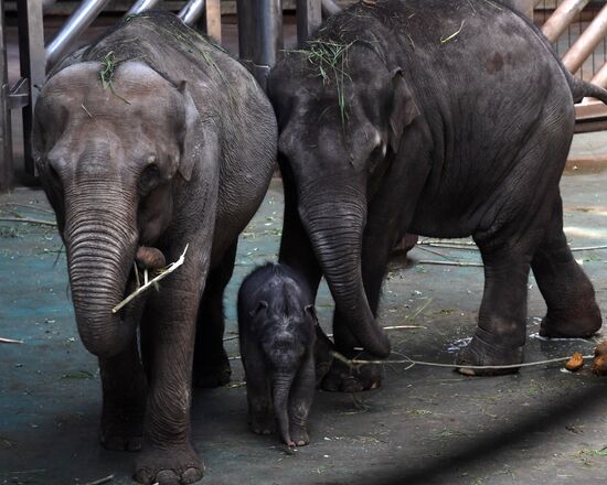 Asian elephant calf born at the Moscow Zoo