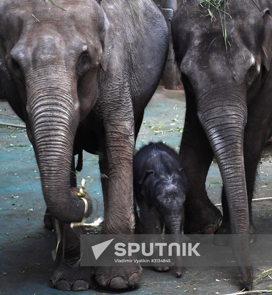 Asian elephant calf born at the Moscow Zoo