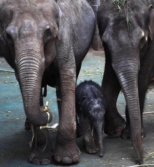 Asian elephant calf born at the Moscow Zoo