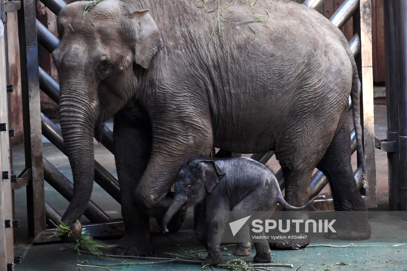 Asian elephant calf born at the Moscow Zoo