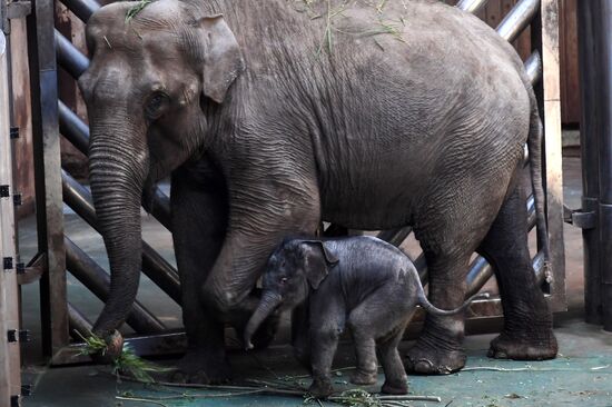 Asian elephant calf born at the Moscow Zoo