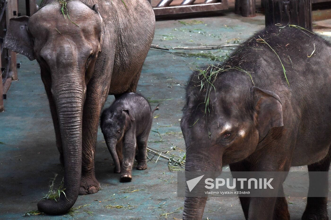 Asian elephant calf born at the Moscow Zoo
