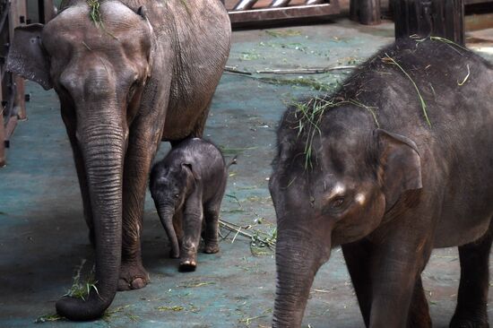 Asian elephant calf born at the Moscow Zoo