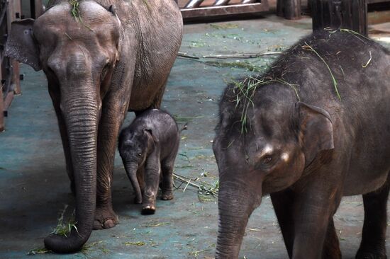 Asian elephant calf born at the Moscow Zoo