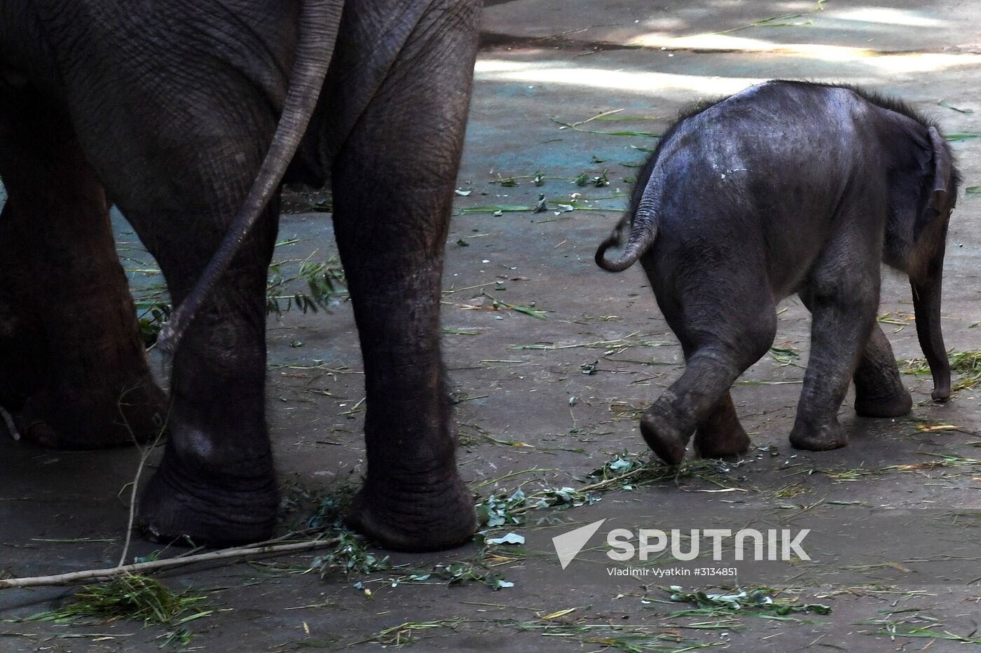 Asian elephant calf born at the Moscow Zoo
