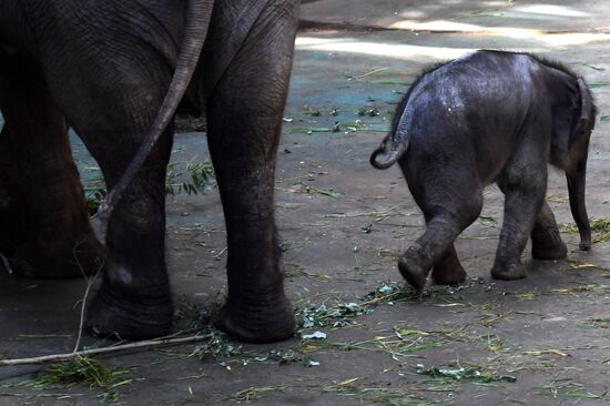 Asian elephant calf born at the Moscow Zoo
