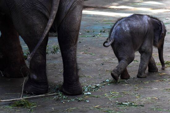 Asian elephant calf born at the Moscow Zoo