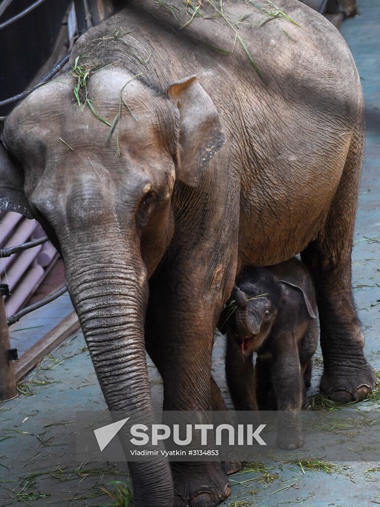 Asian elephant calf born at the Moscow Zoo