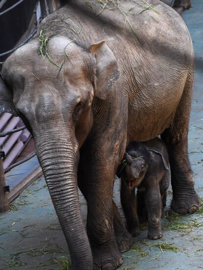 Asian elephant calf born at the Moscow Zoo