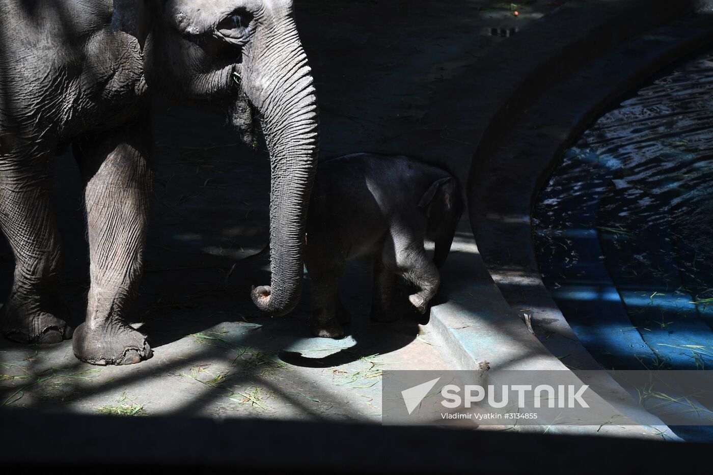 Asian elephant calf born at the Moscow Zoo