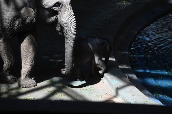 Asian elephant calf born at the Moscow Zoo